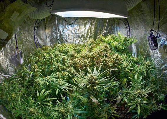 Legales Grown in den USA - Grow-Room