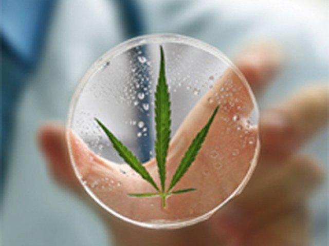 Dr. Franjo Grotenhermen: Cannabis gegen Krebs, erschienen im Nachtschattenverlag