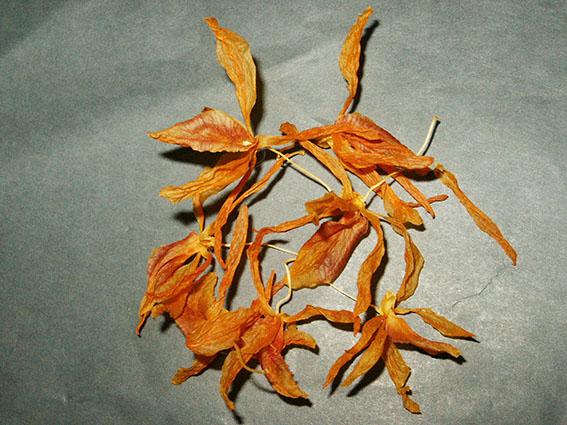Dendrobium nobile - getrocknet