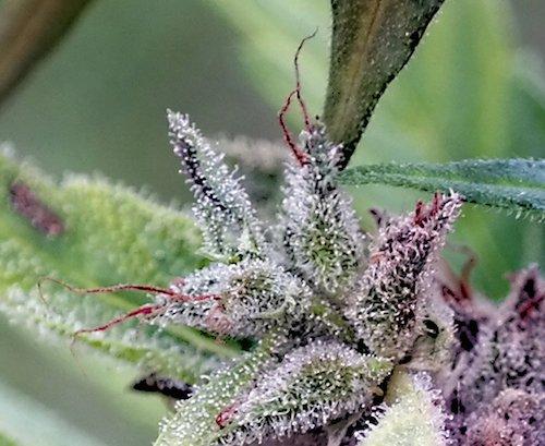 Erntezeit für Indoor und Outdoor Cannabis Braune Narbe