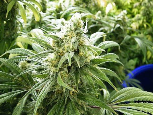 Die Blüteninduktion bei Cannabis
