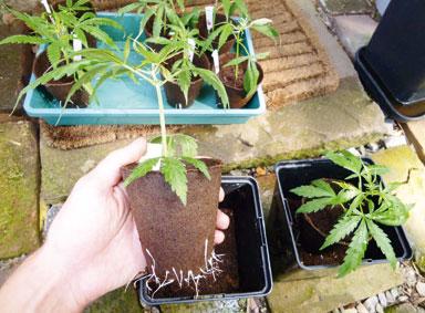 Biologischer Cannabis Anbau