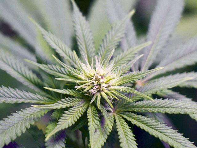 Cannabis-Sorten, die schneller fertig werden