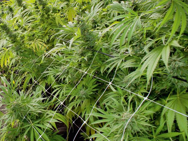 „Jeder Cannabis-Konsum ist medizinisch“