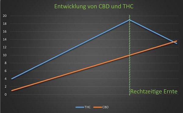 Erntezeit für Indoor und Outdoor Cannabis - Graph Rechtzeitige Ernte. Entwicklung von CBD und THC.